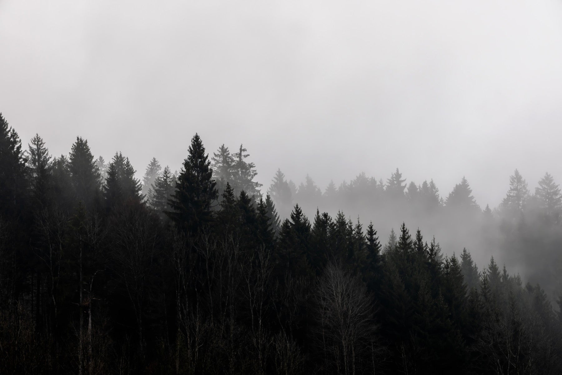 Canyon Woodland Haze Wall Mural - 2658144