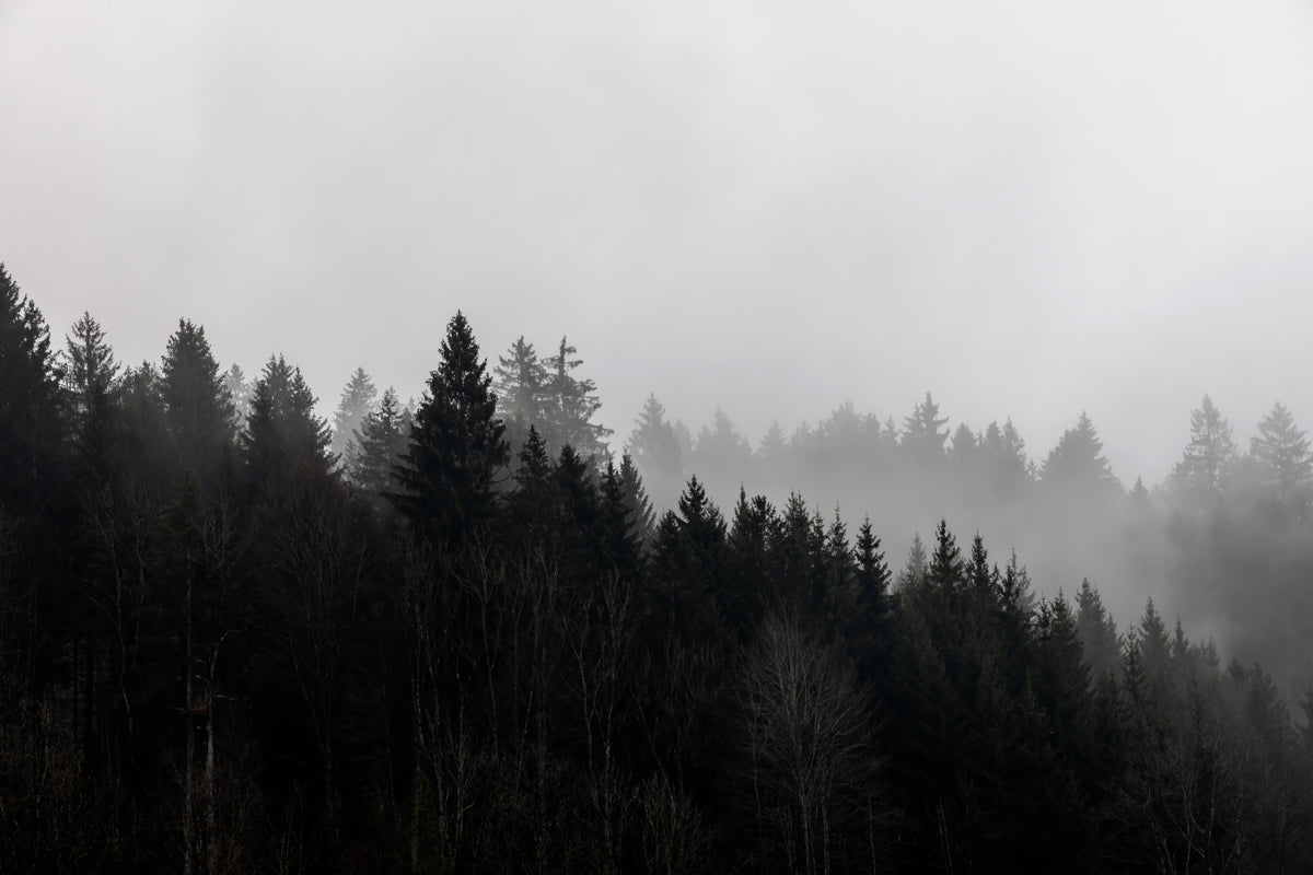 Canyon Woodland Haze Wall Mural - 2658144 in your room — zoomed
