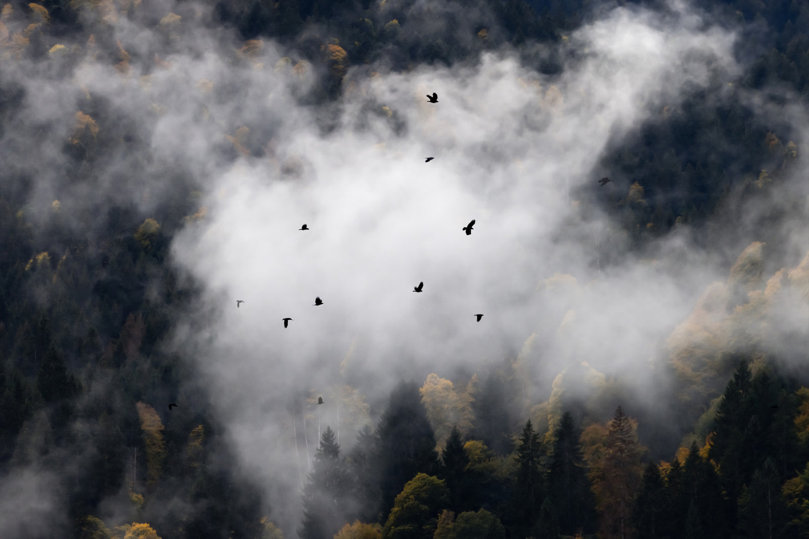Woodland Flock in Fog Wall Mural - 2658141