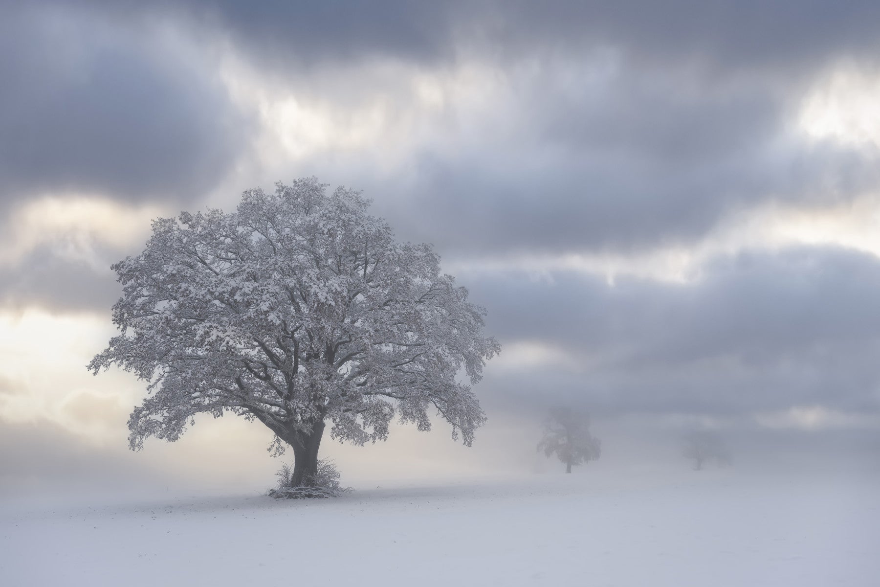 Frozen Woodland Solitaire Wall Mural - 2574652