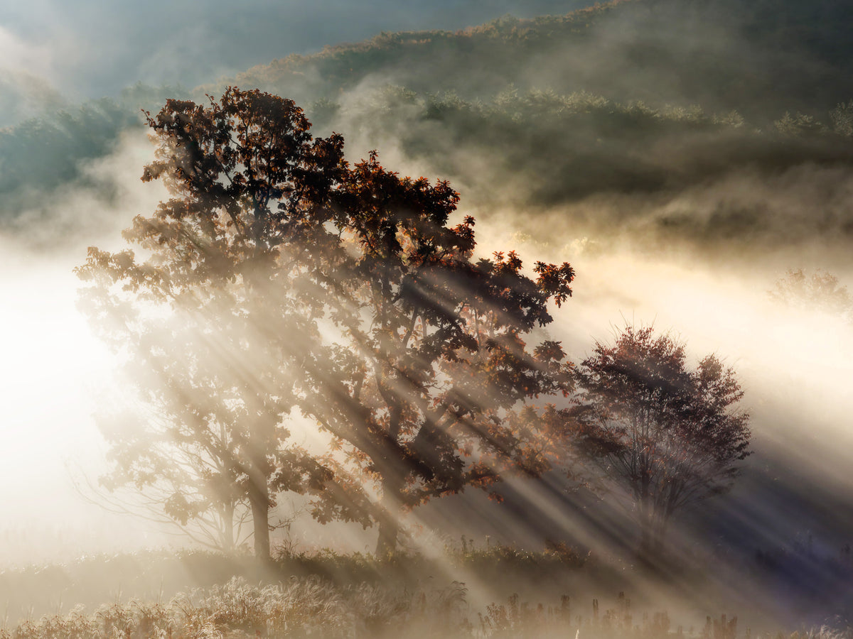 Sunbeam Woodland Glory Wall Mural - 2462051