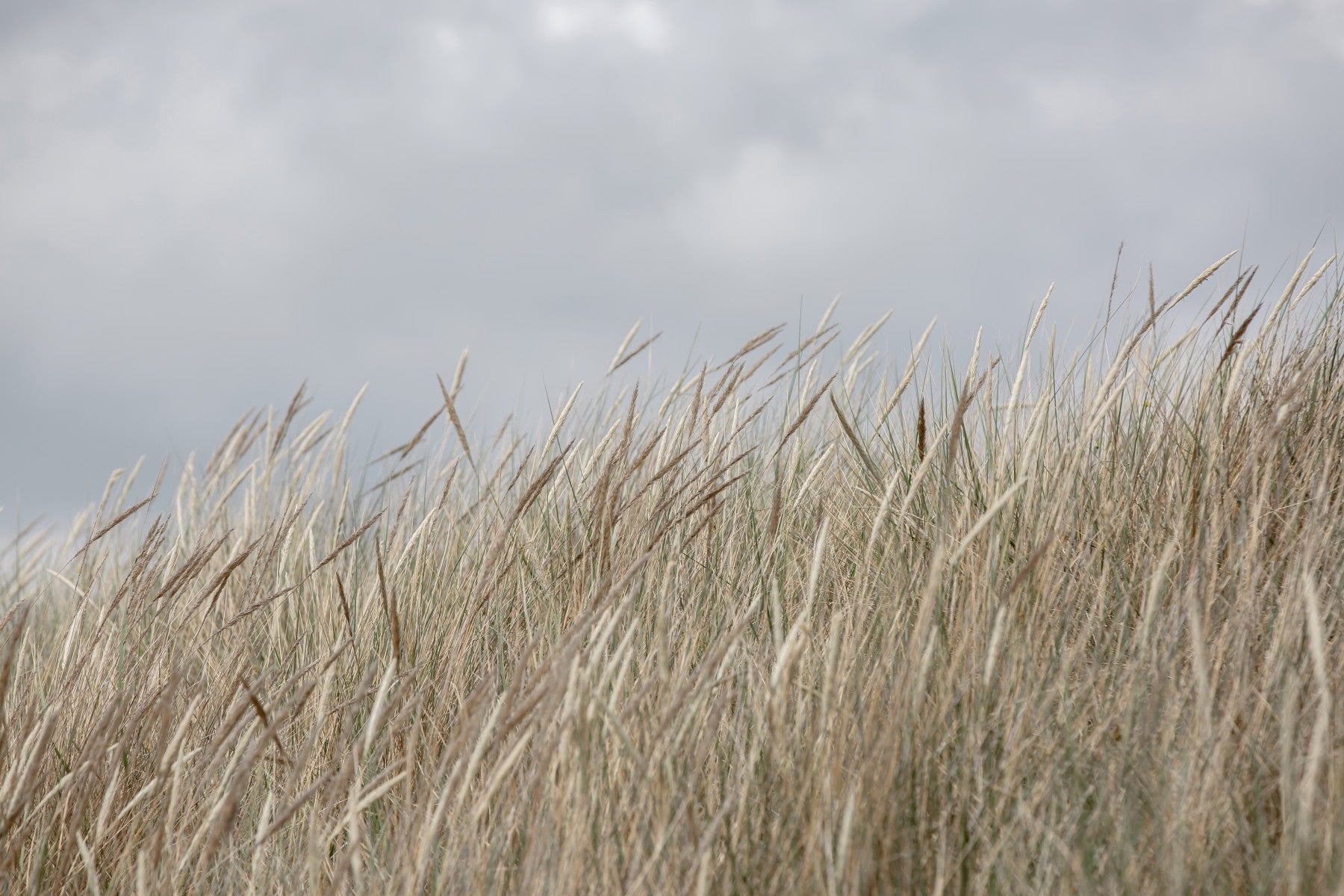 Woodland Dune Grass Wall Mural - 2658152