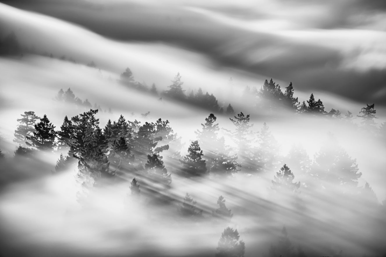 Woodland Mist Velocity Wall Mural - 2538724
