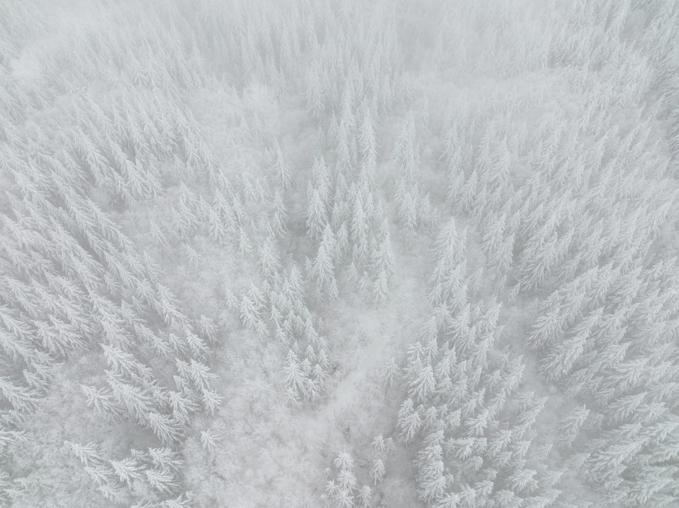 Frosted Canopy Wall Mural - 2583738