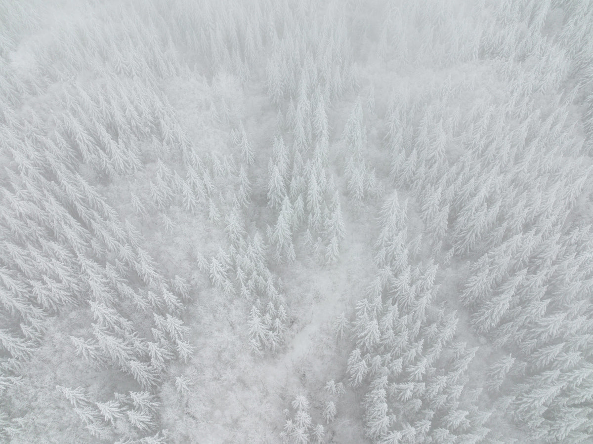Frosted Canopy Wall Mural - 2583738