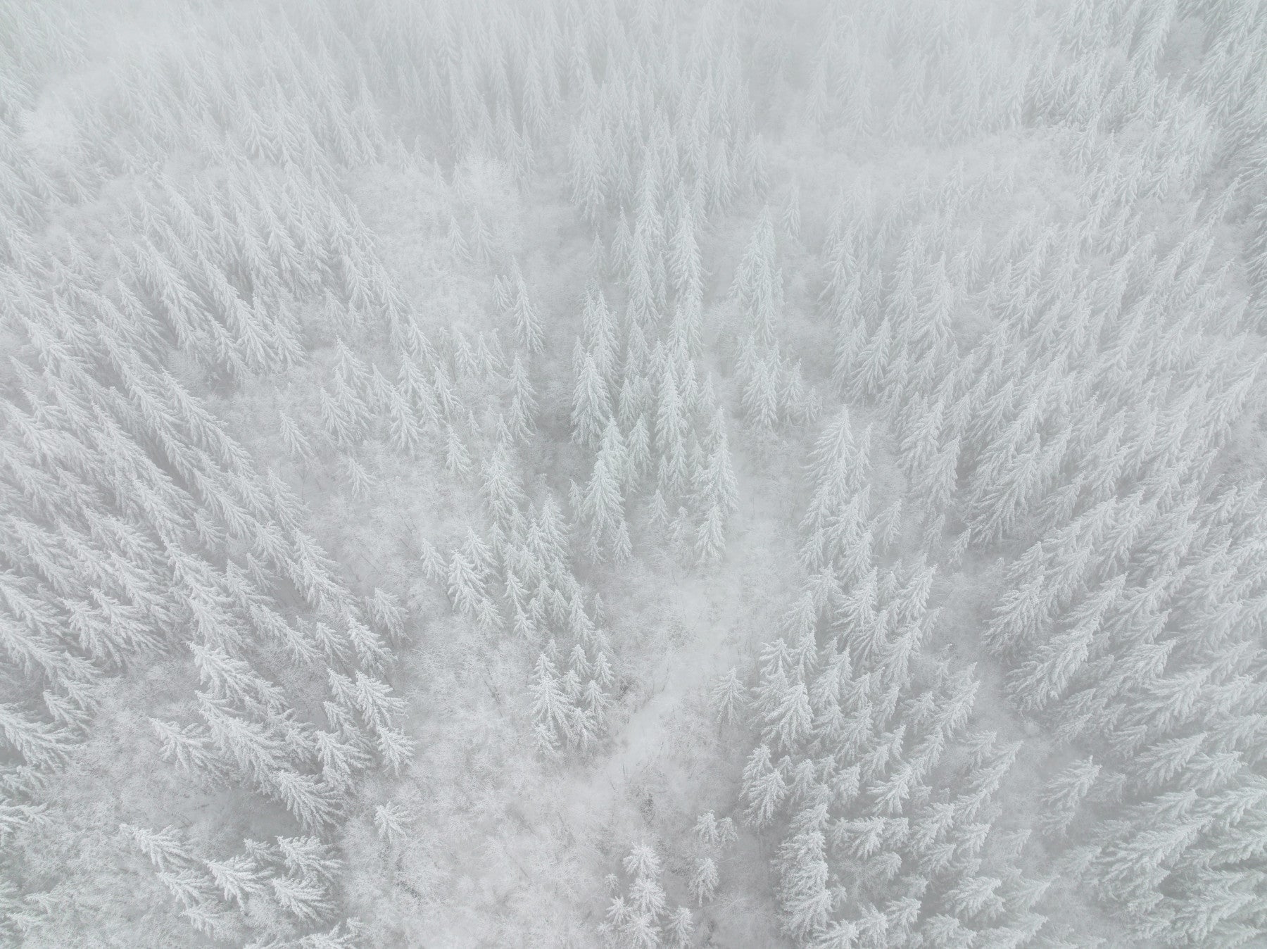 Frosted Canopy Wall Mural - 2583738