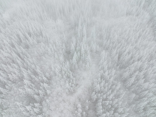 Frosted Canopy Wall Mural - 2583738
