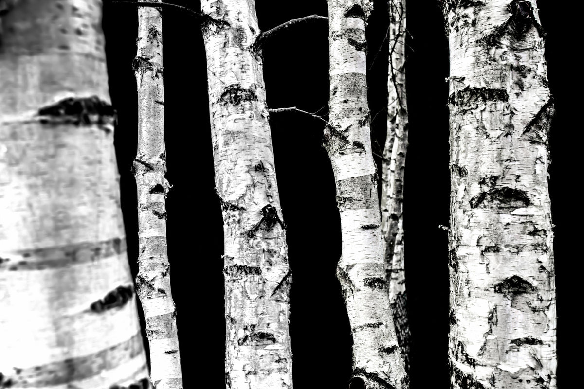 Monochrome Woods Wall Mural - 2658143