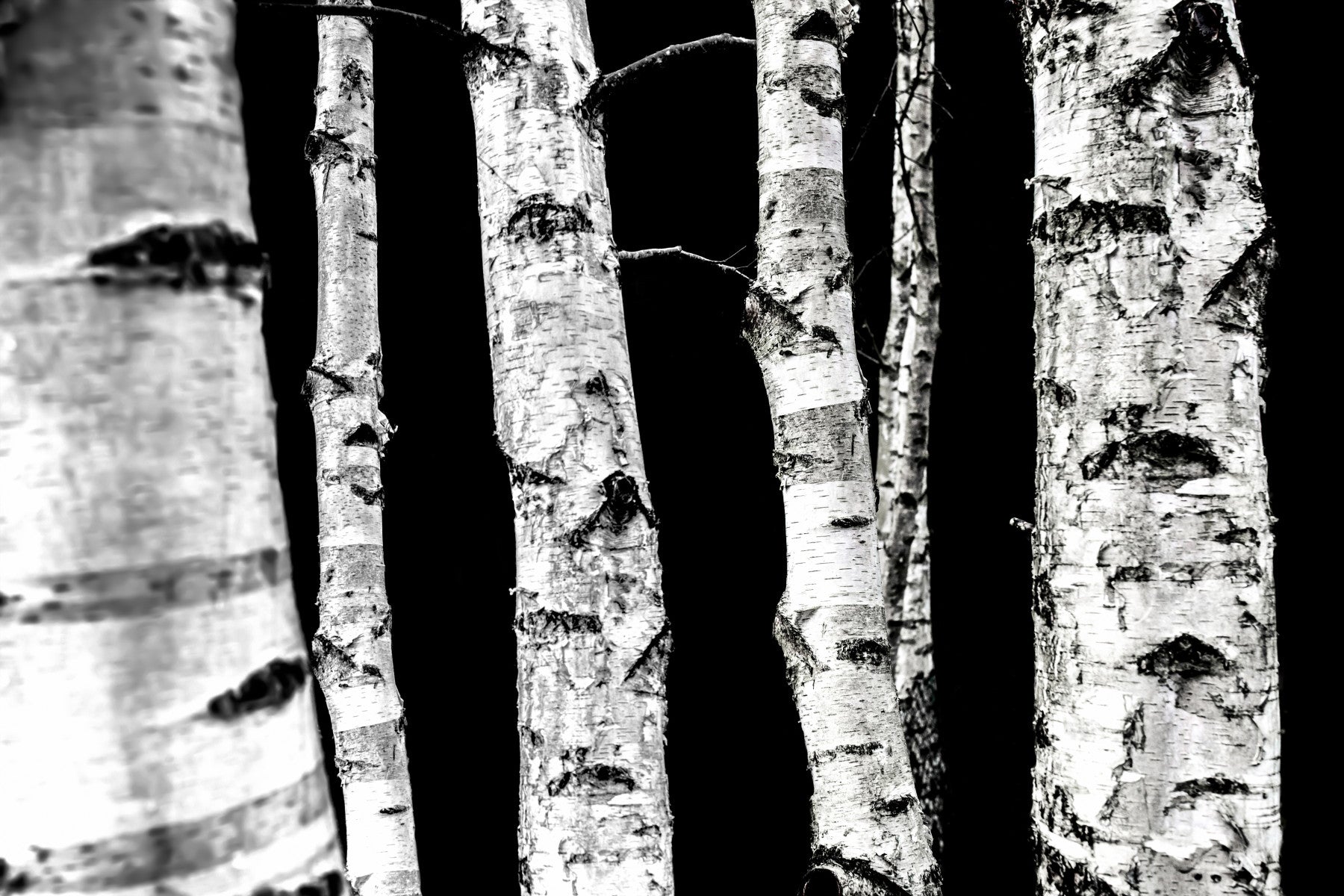 Monochrome Woods Wall Mural - 2658143