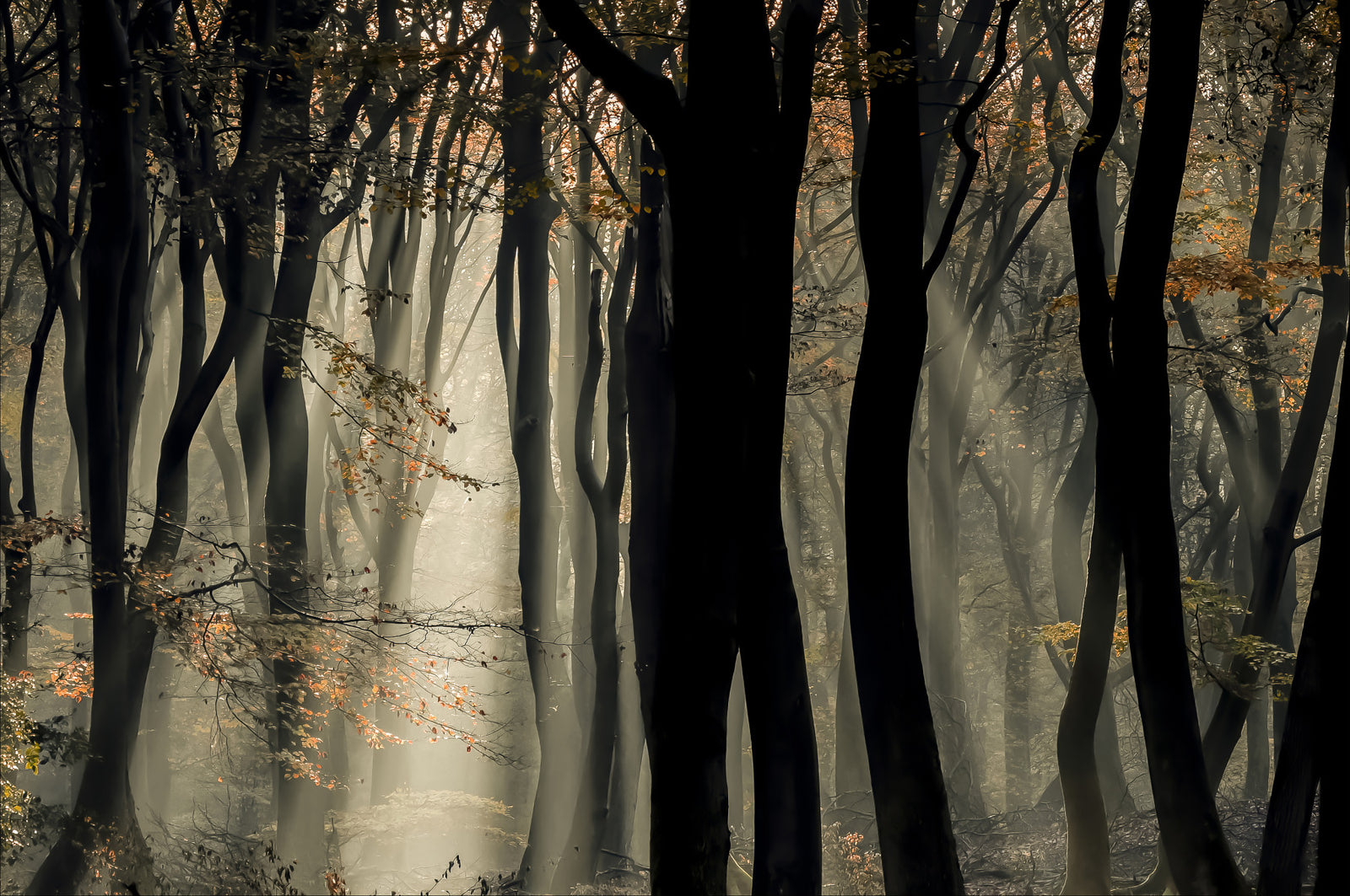 Mystic Woods Wall Mural - 2401991