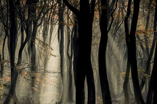 Mystic Woods Wall Mural - 2401991