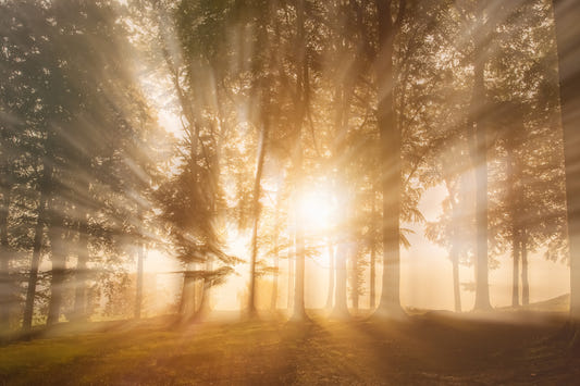 Golden Rays Through Trees Wall Mural - 2231289