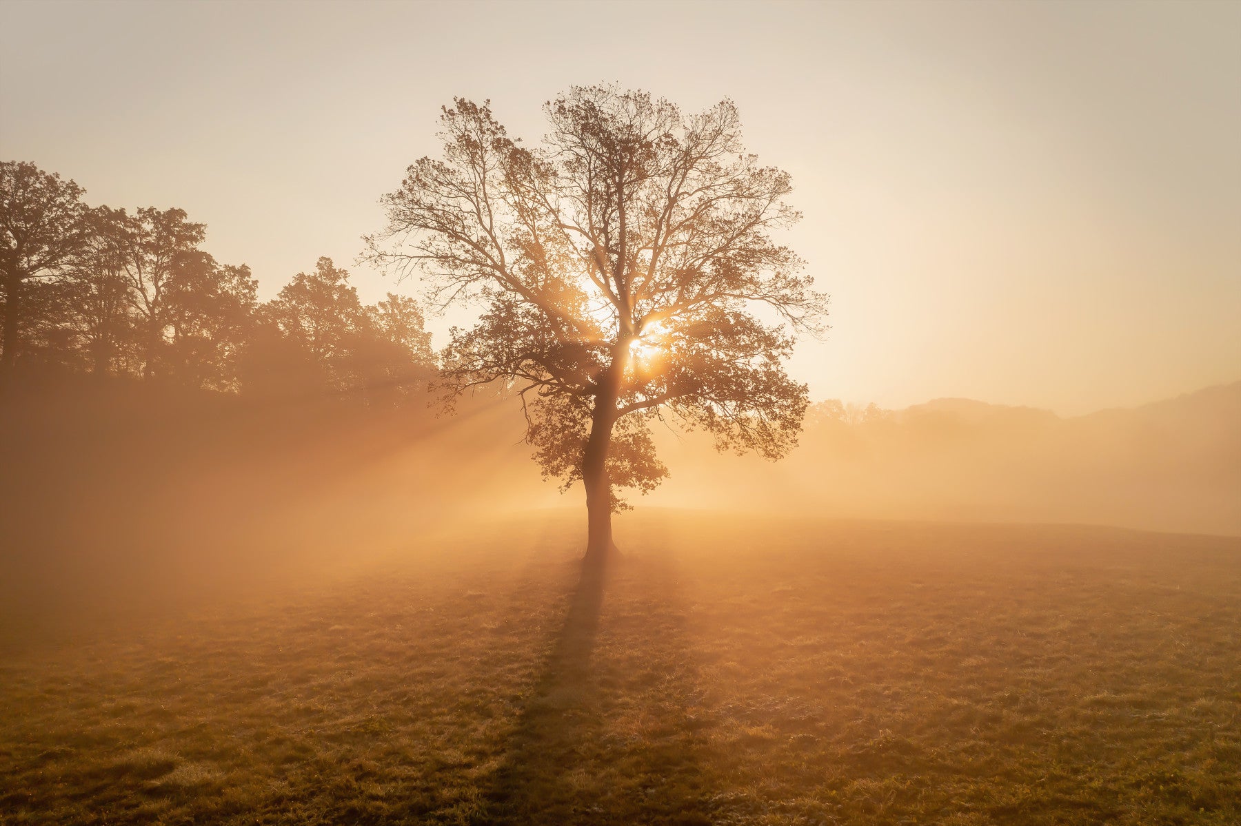 Golden Mist Tree Wall Mural - 2263970