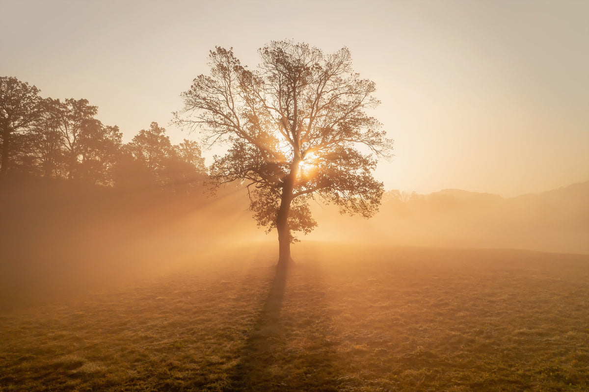 Golden Mist Tree Wall Mural - 2263970 in your room — zoomed