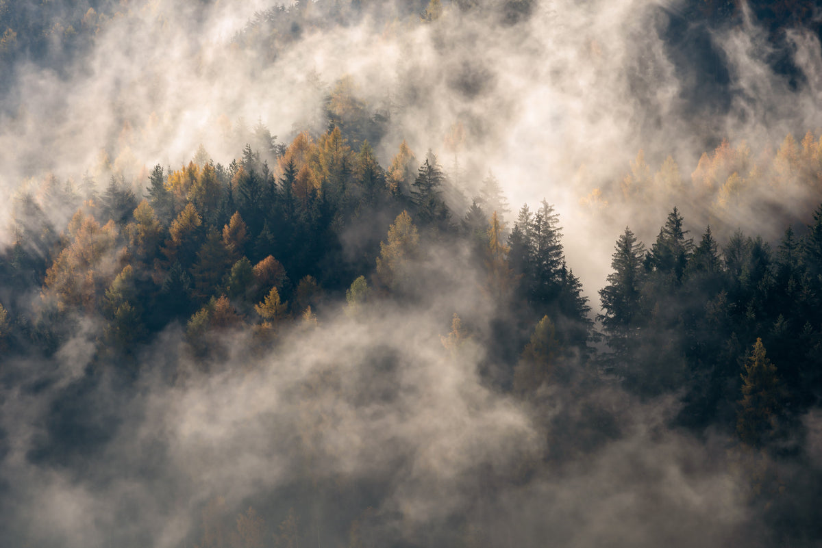 Misty Woods Serenity Wall Mural - 2463916 in your room — zoomed