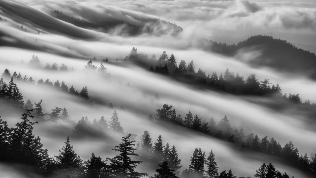 Forest Veil Wall Mural - 2538723
