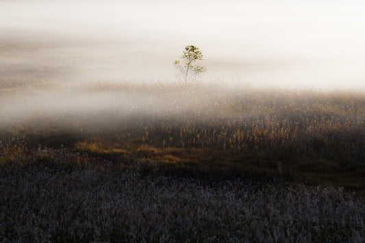 Misty Dawn Meadow Wall Mural - 2402841