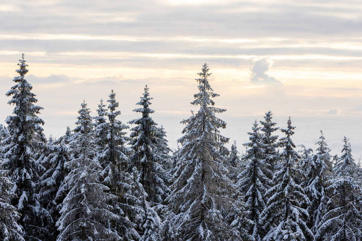 Winter Pine Serenity Wall Mural - 2658233