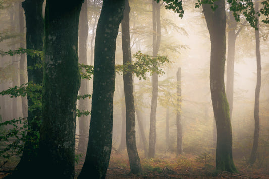 Tranquil Grove Wall Mural - 2364832