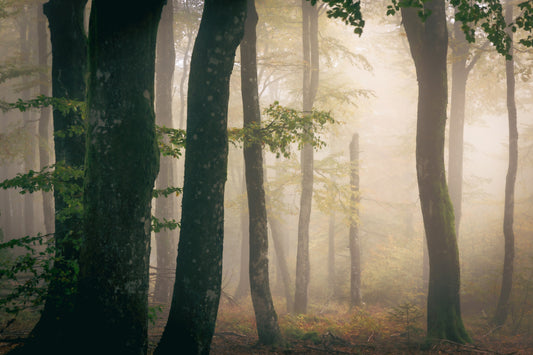 Tranquil Grove Wall Mural - 2364832