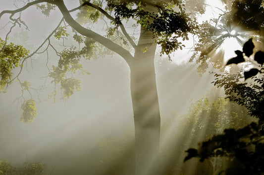 Forest Serenity Wall Mural - 2319691