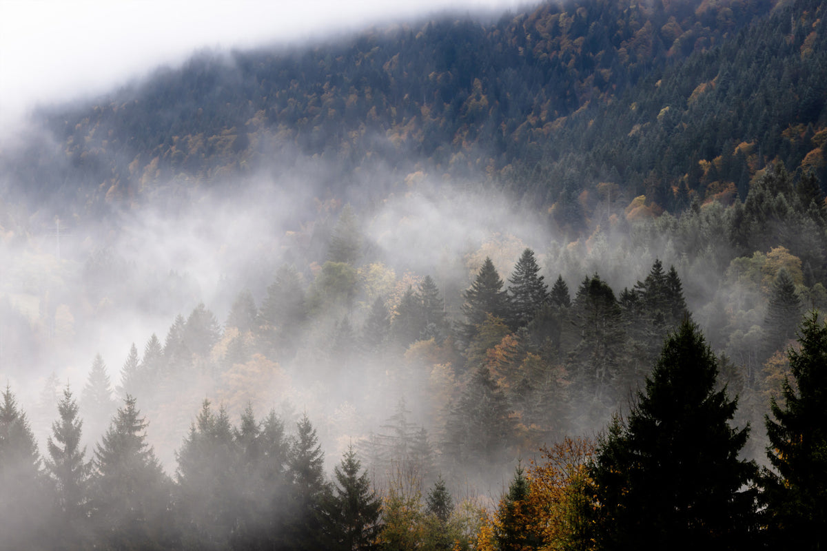 Autumn Haze Wall Mural - 2658139
