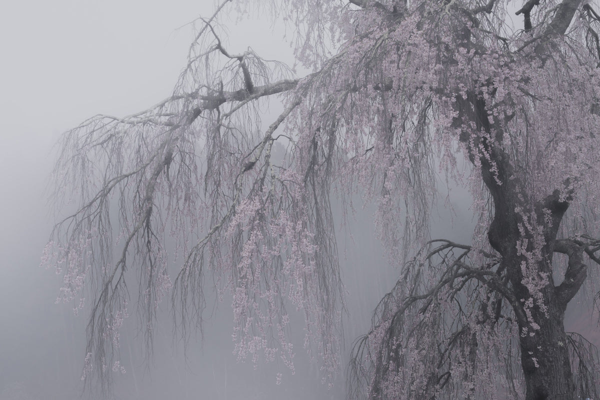 Whispers of Spring Wall Mural - 2403158
