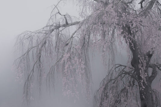 Whispers of Spring Wall Mural - 2403158