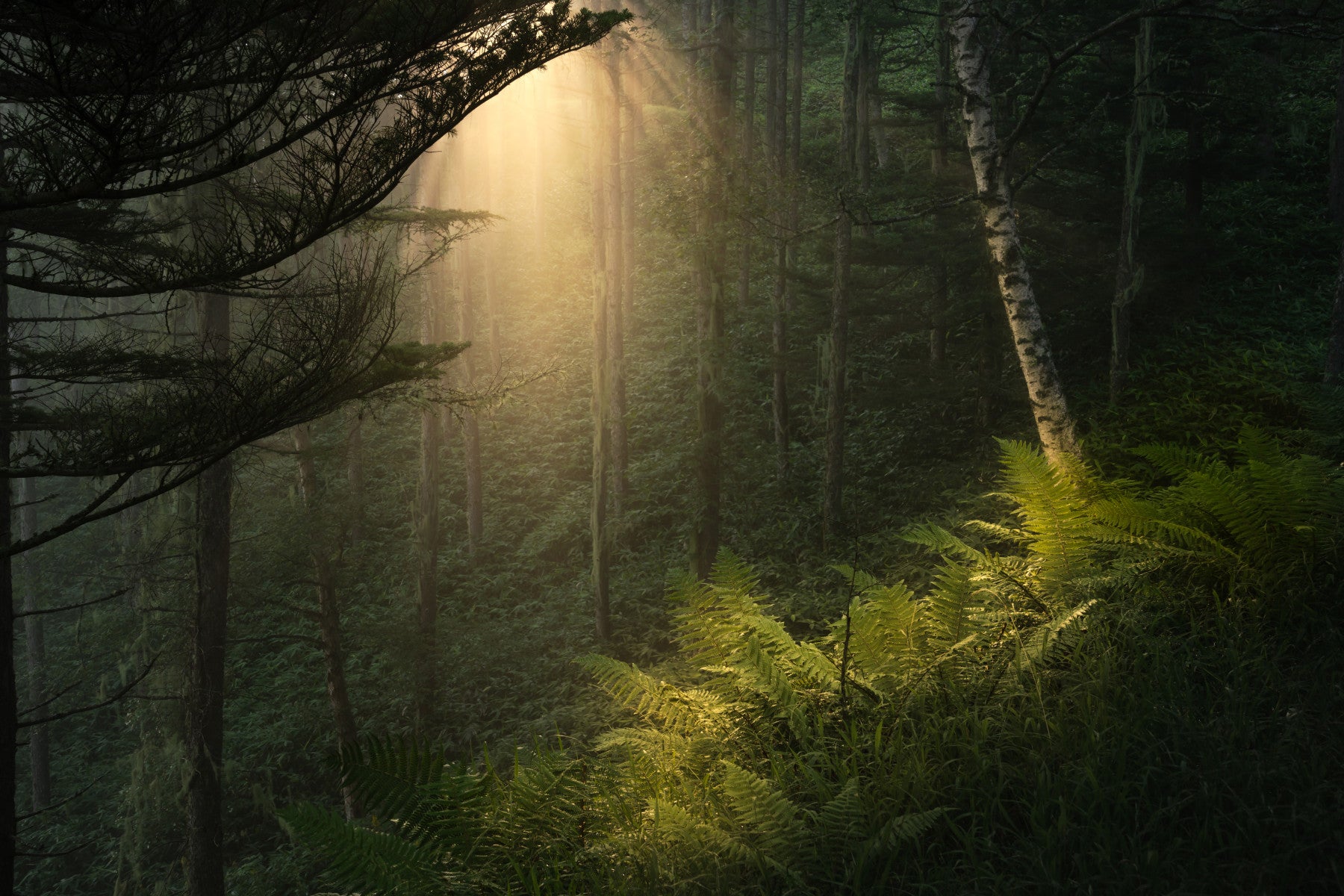 Sunlit Forest Wall Mural - 2331977