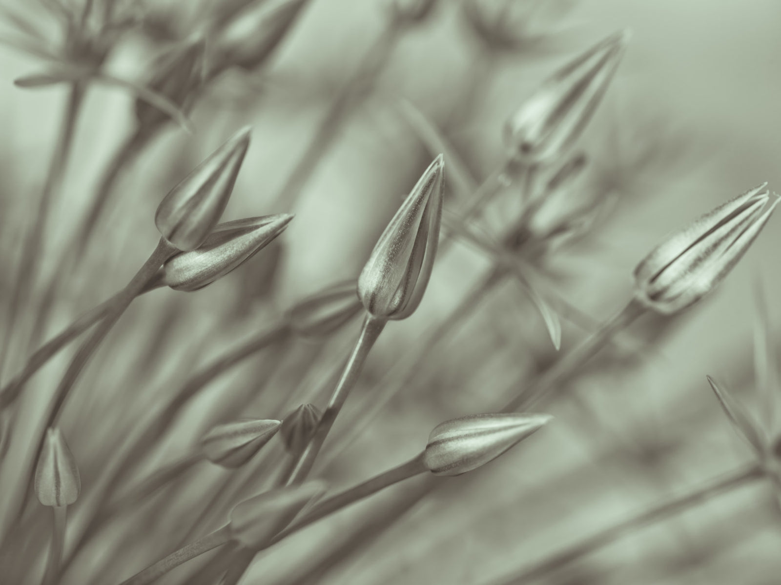 Symphony of Alliums Wall Mural