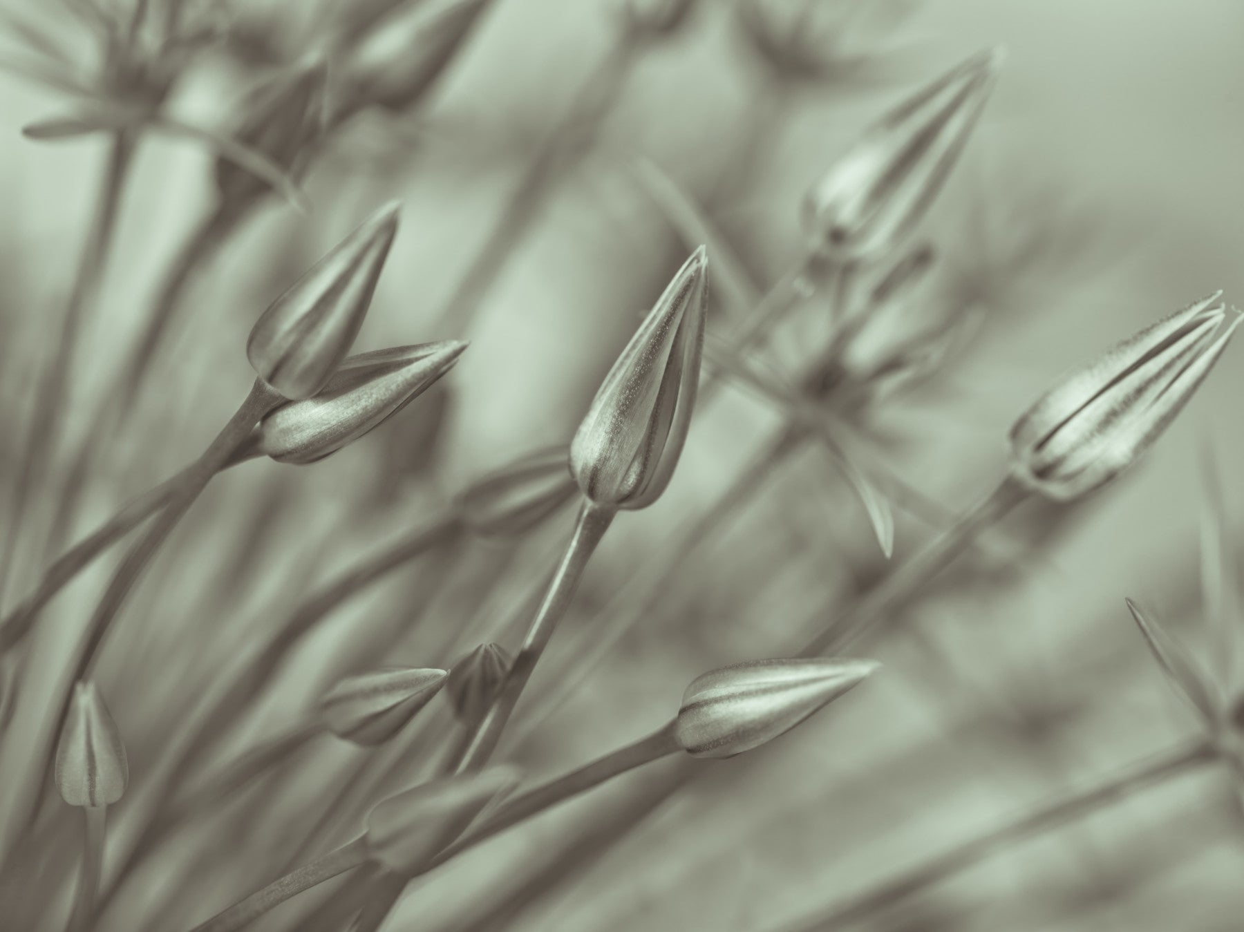 Symphony of Alliums Wall Mural
