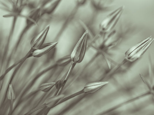 Symphony of Alliums Wall Mural