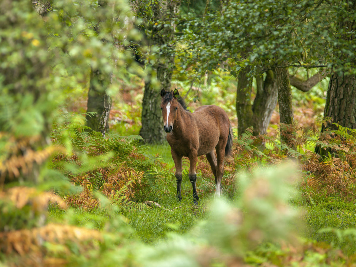 New Forest Nomad Wall Mural