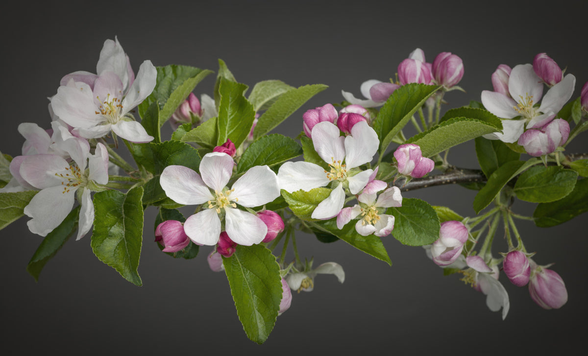 Apple Blossom Charm Wall Mural