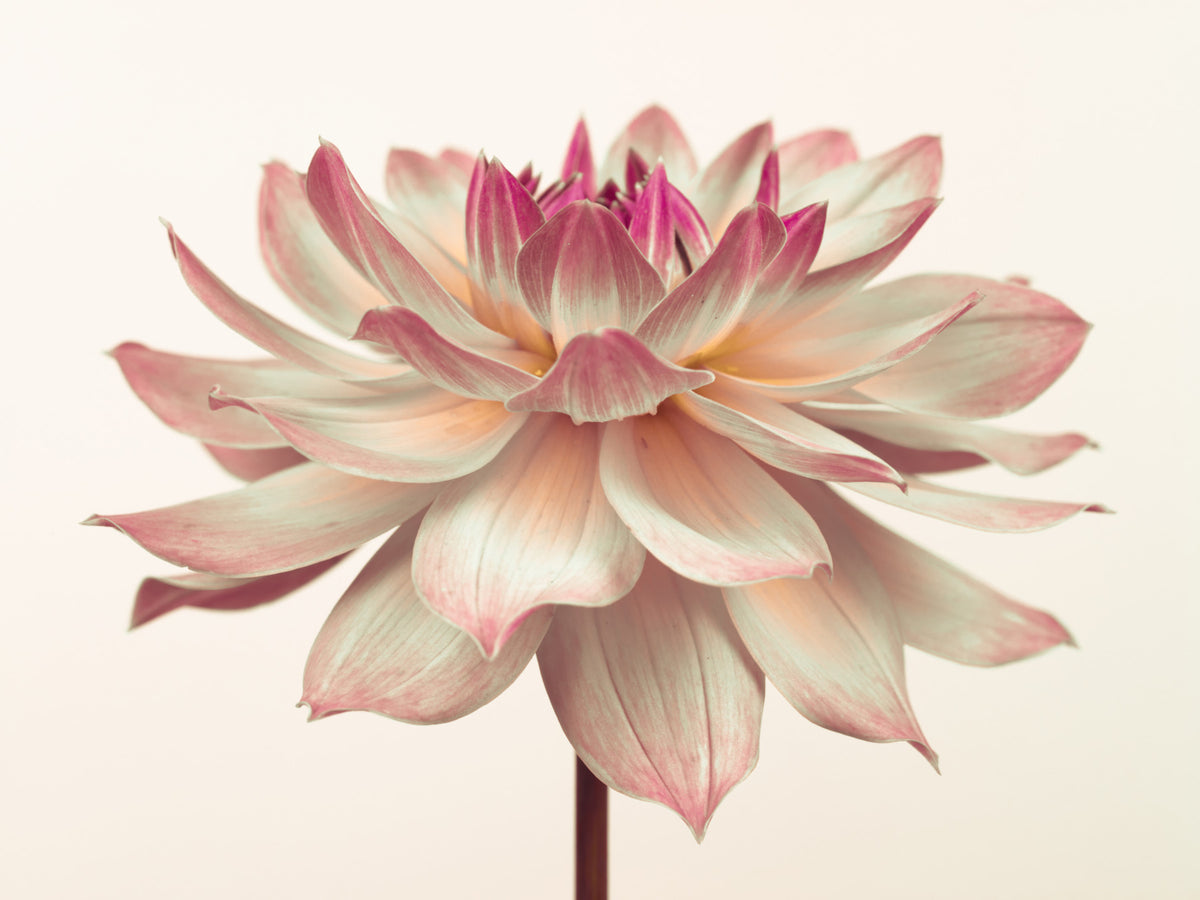 Pink Dahila Wall Mural