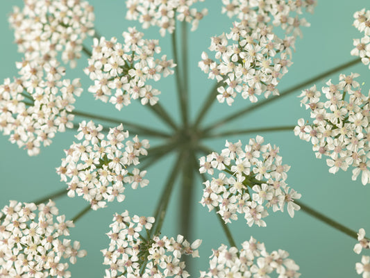 Delicate Blooms Wall Mural