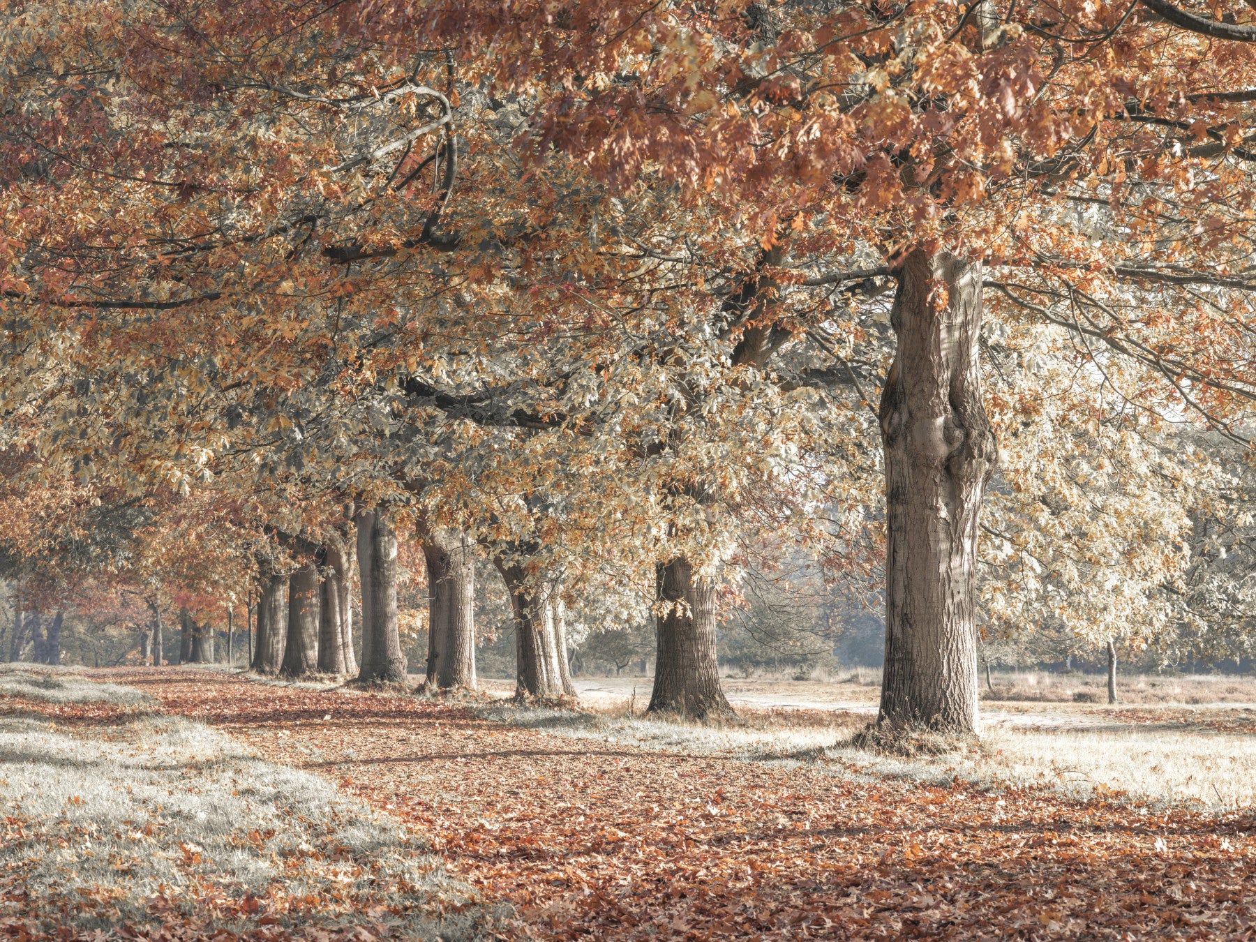 Fall Splendor Wall Mural