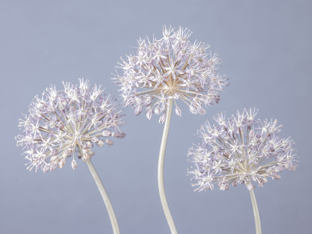 Allium Triplet Wall Mural