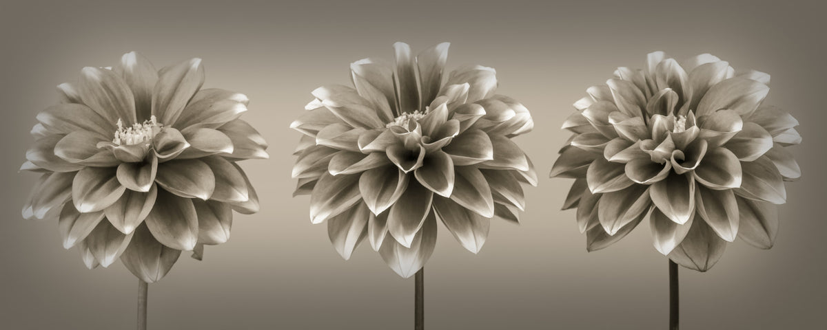 Sepia Dahlia Trio Wall Mural