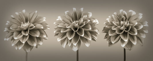 Sepia Dahlia Trio Wall Mural