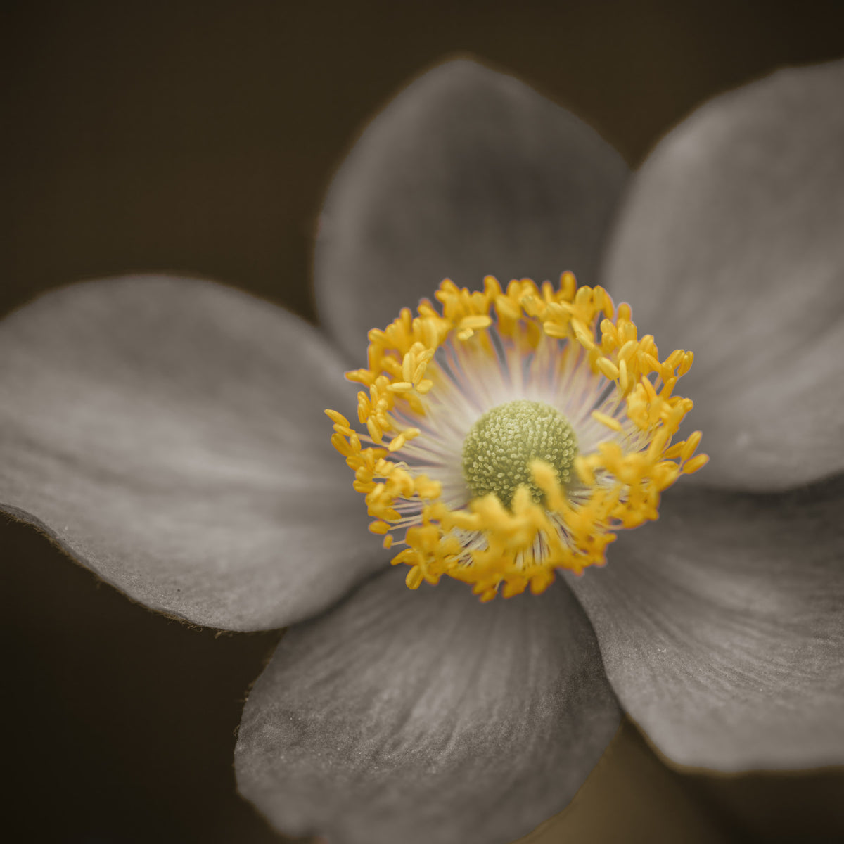 Sunlit Floral Essence Wall Mural in your room — zoomed