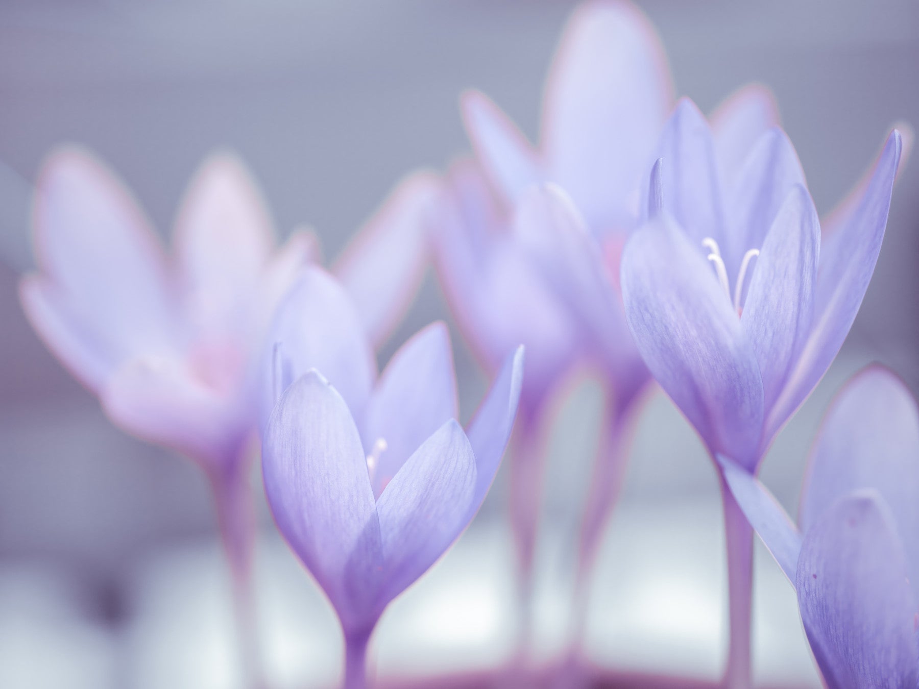 Crocus Wall Mural
