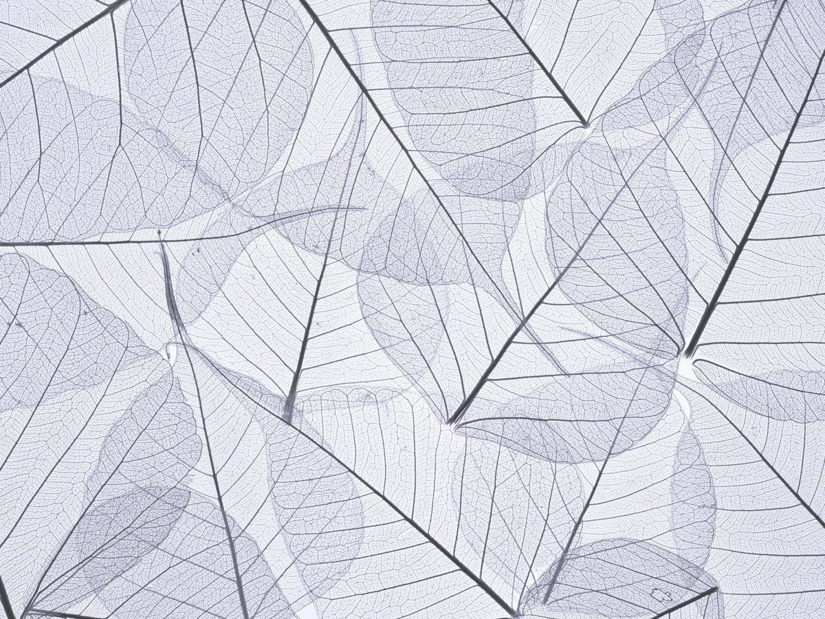 Skeleton Leaves Wall Mural in your room — zoomed