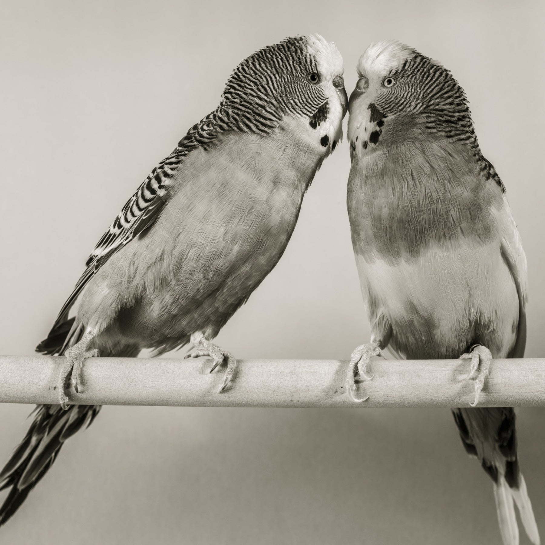 Lovebirds on a Perch Wall Mural