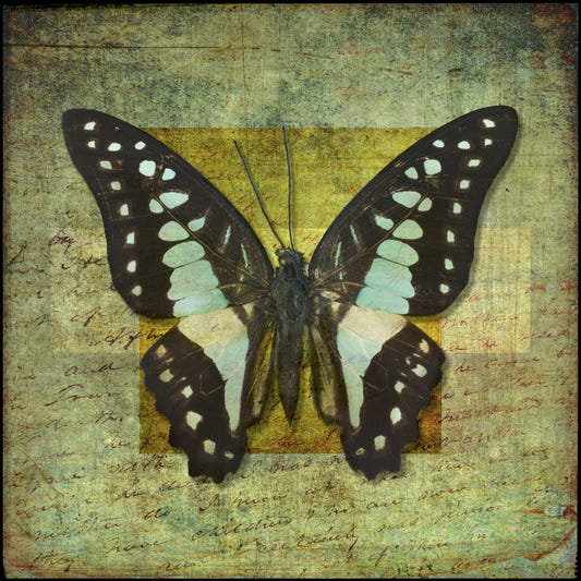 Gilded Butterfly Wall Mural