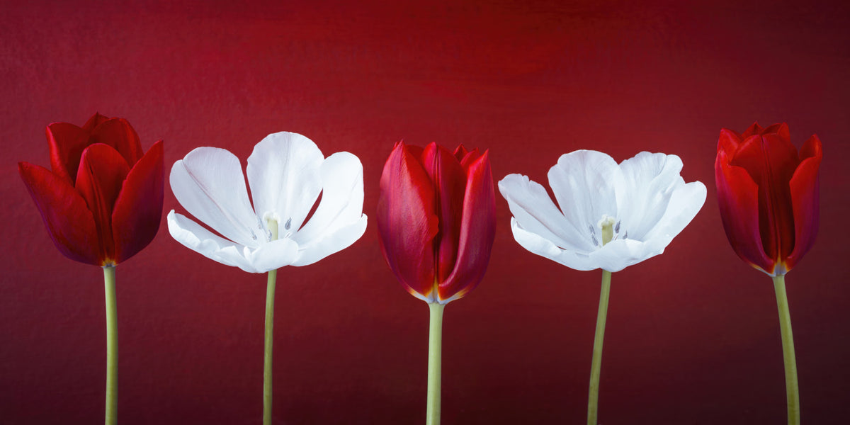 Tulips in a row Wall Mural in your room — zoomed