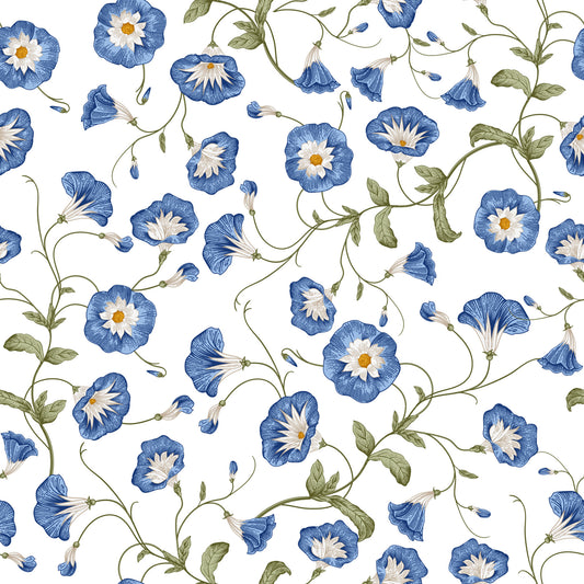Morning Glory  Wallpaper⁠