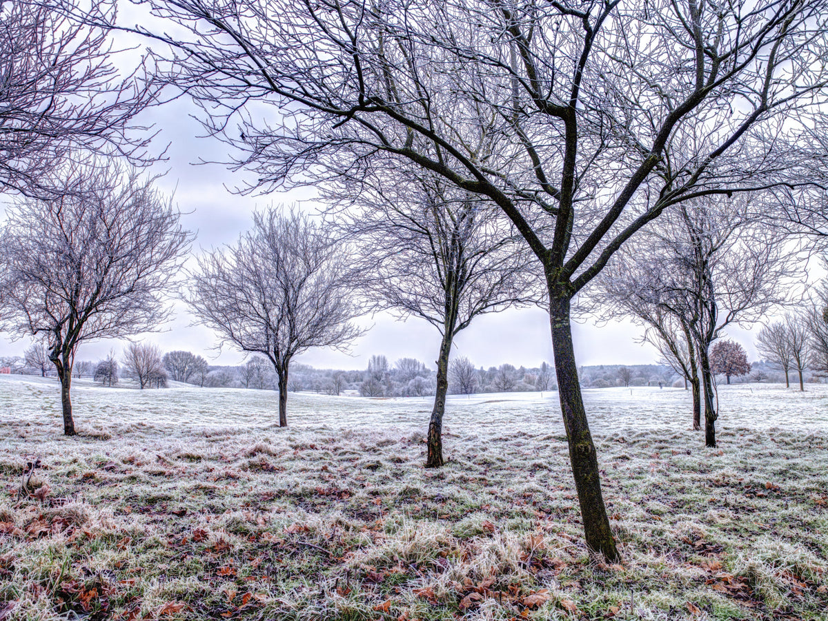 Whispering Winter Fields Wall Mural