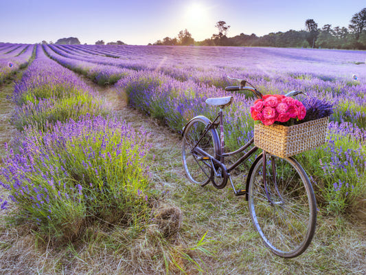 Bicycle in a Lavender Field Wall Mural