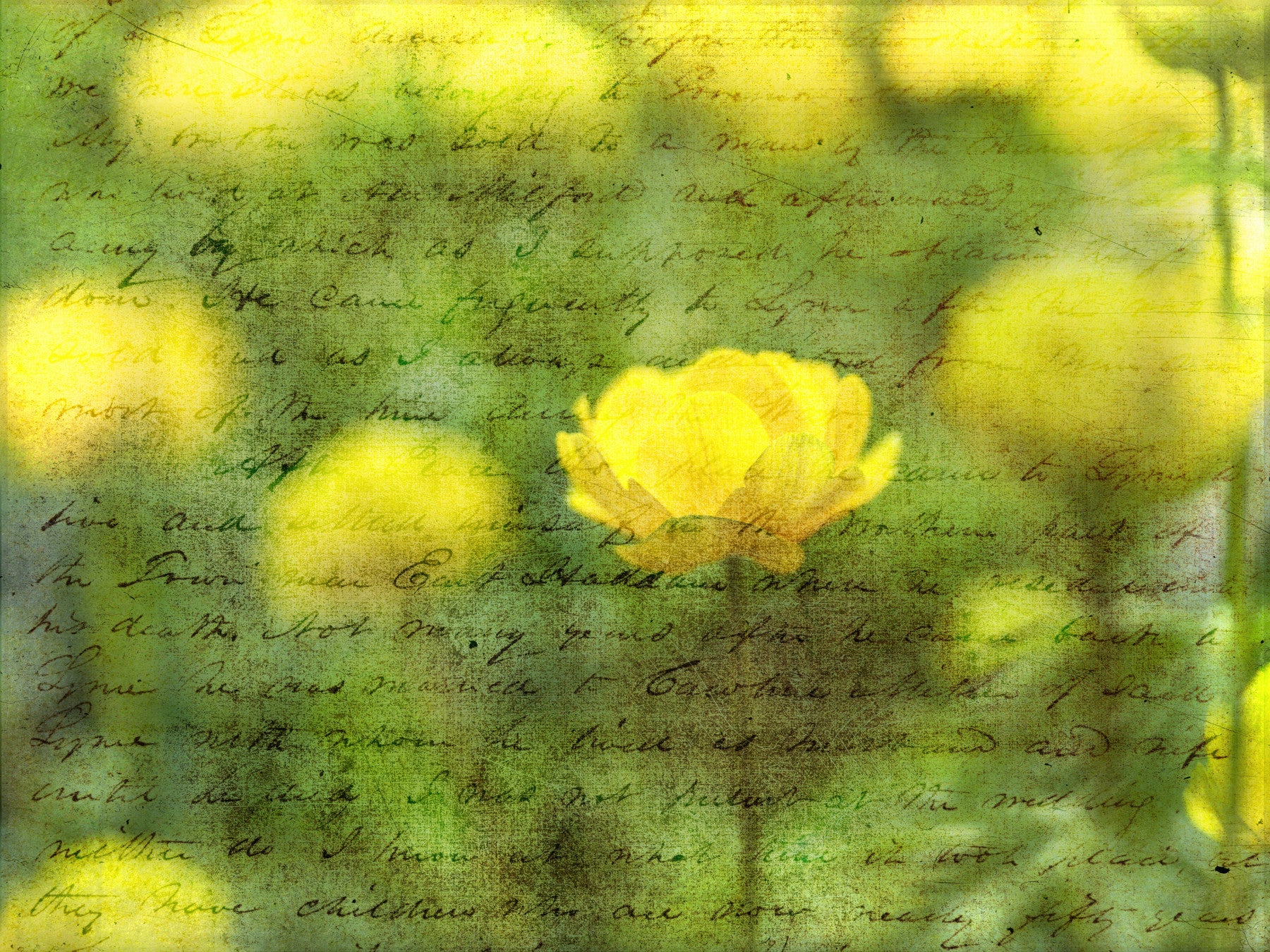 Golden Bloom Script Wall Mural